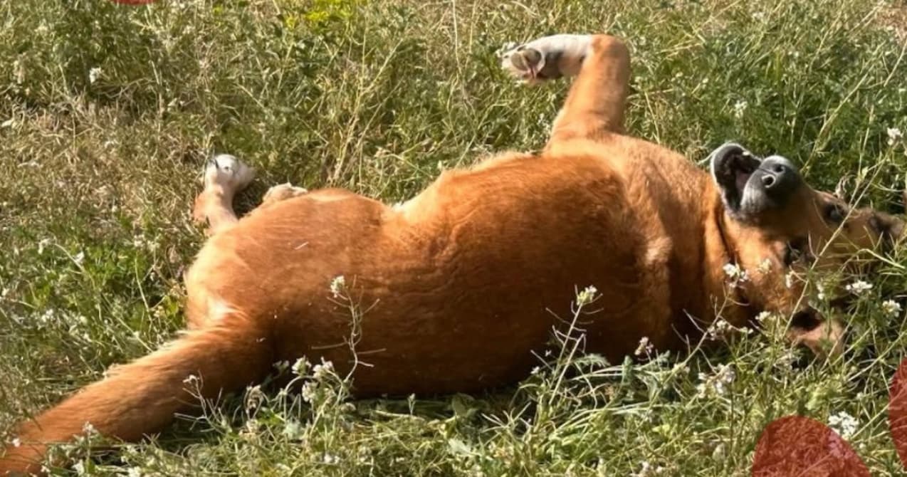 Canela